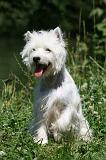 WESTIE 310
